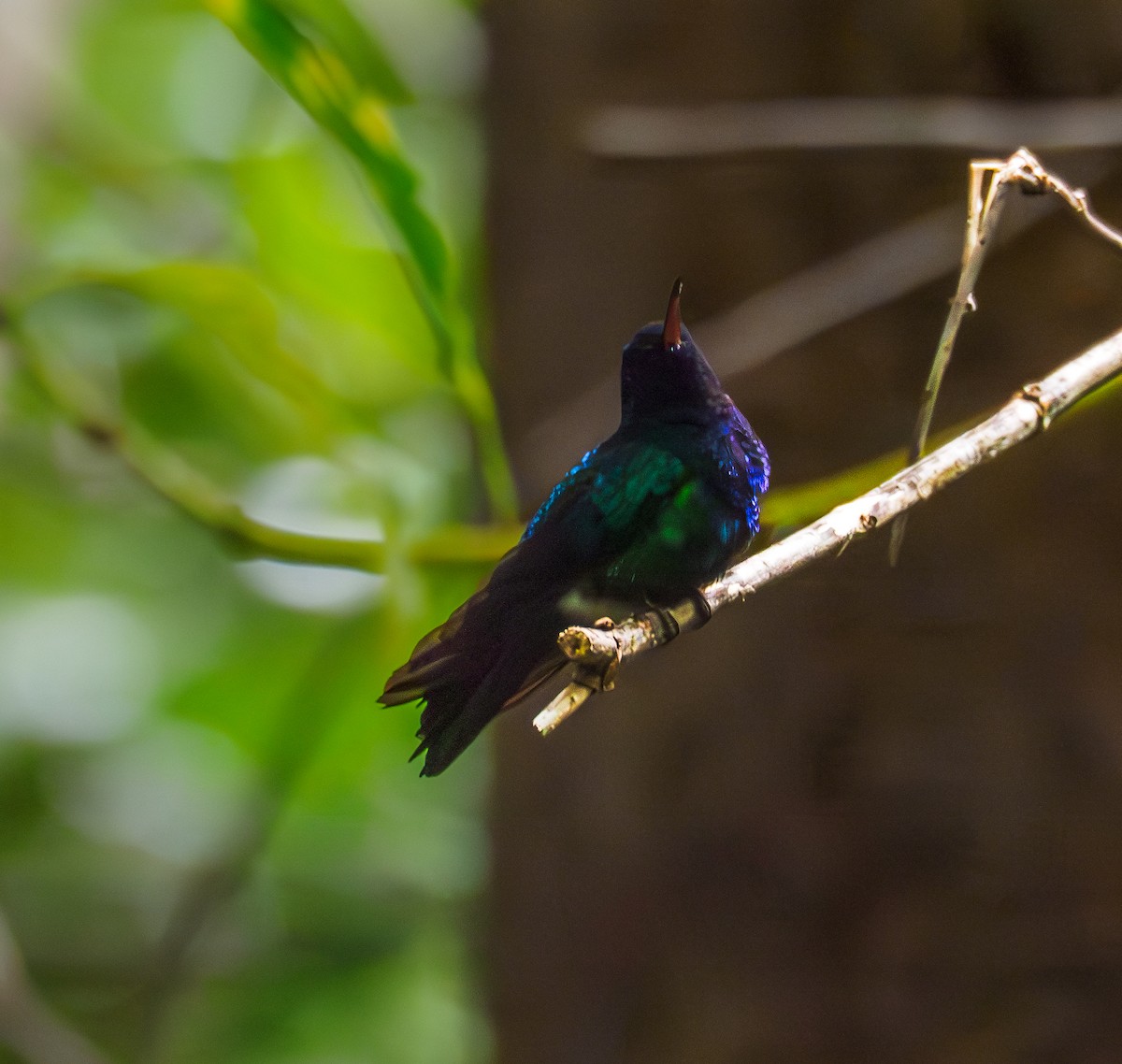 Colibrí Bicolor - ML617683488