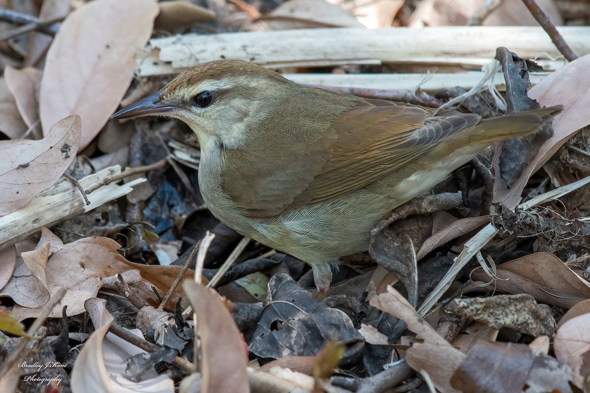 Swainson's Warbler - Bradley Kane