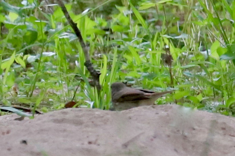 Hermit Thrush - ML617683511