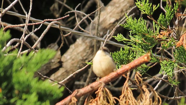 Pygmy Nuthatch - ML617683516