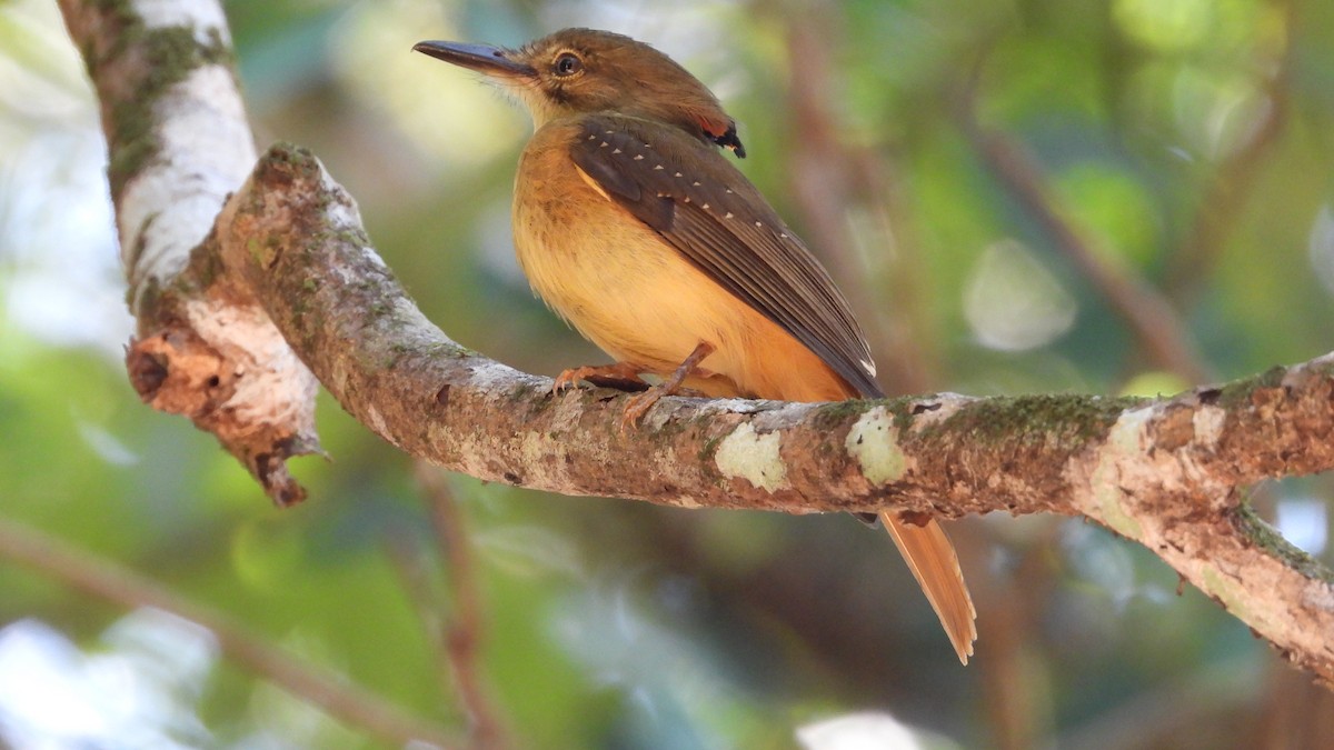 Tropical Royal Flycatcher (Northern) - ML617683524