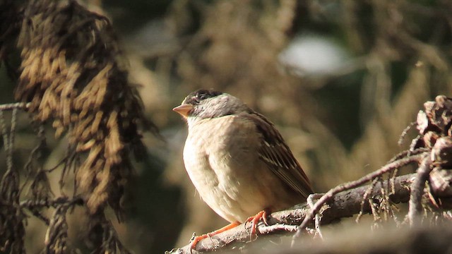 Bruant à couronne dorée - ML617683530