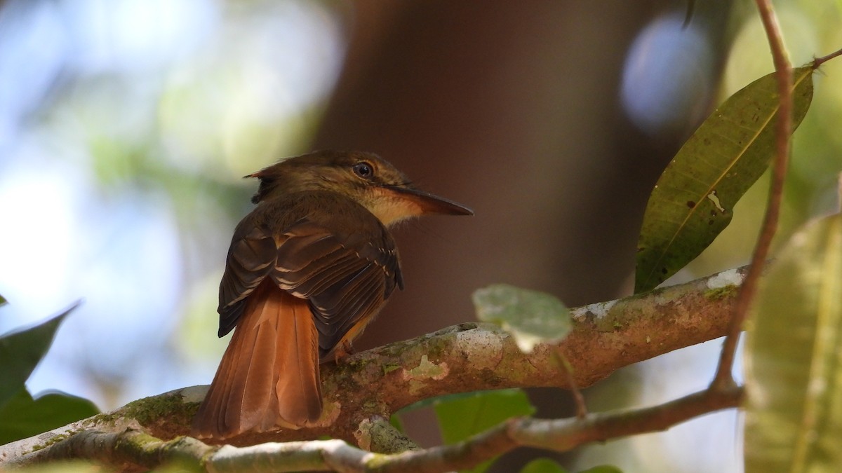Tropical Royal Flycatcher (Northern) - ML617683535