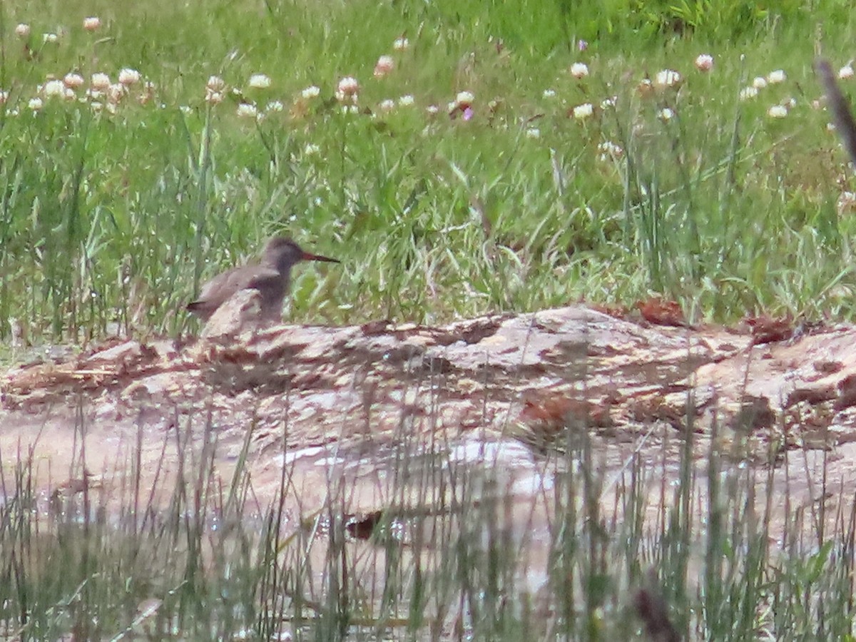 Common Redshank - ML617683549