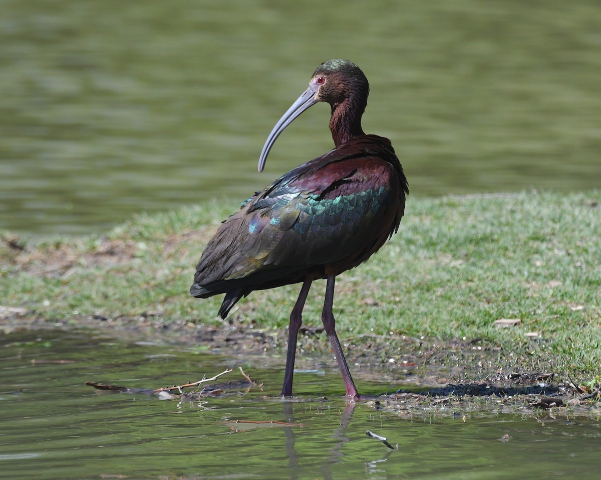 White-faced Ibis - ML617683574