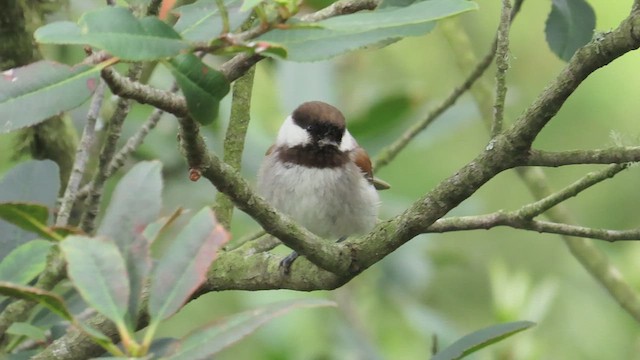 Mésange à dos marron - ML617683578