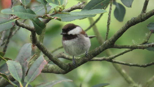 Mésange à dos marron - ML617683581