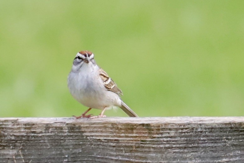 Chipping Sparrow - JoAnn Dalley