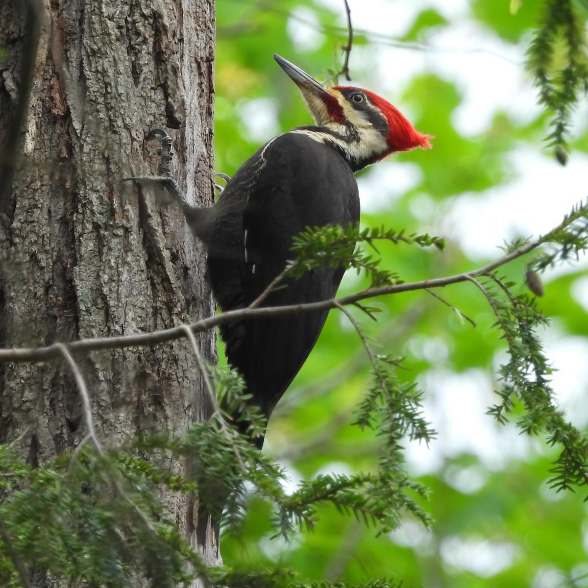 Pileated Woodpecker - ML617683611