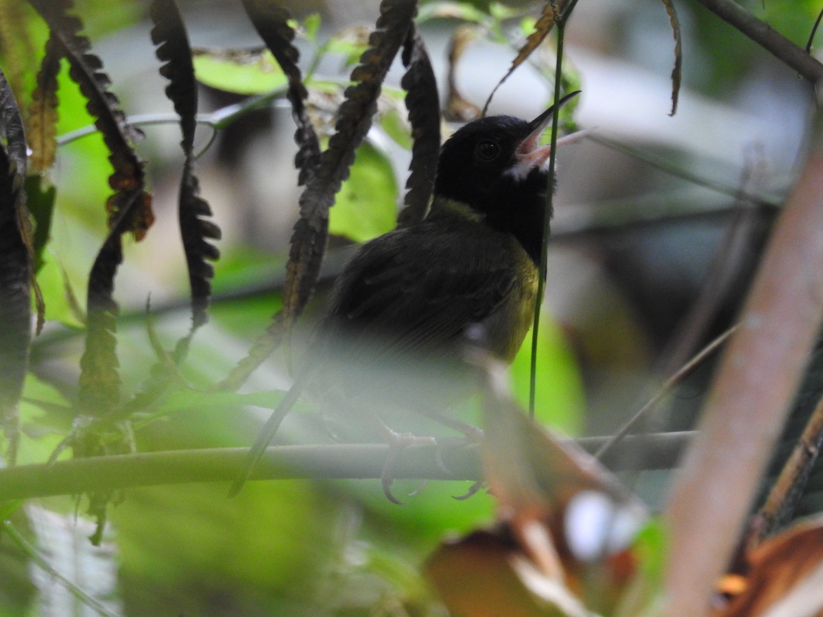 Yellow-breasted Tailorbird - ML617683612