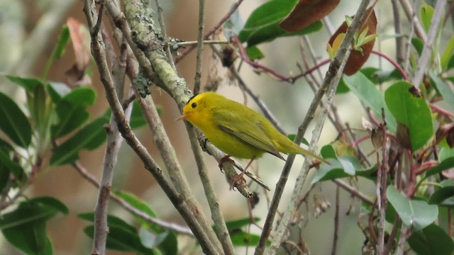 Wilson's Warbler (chryseola) - ML617683616