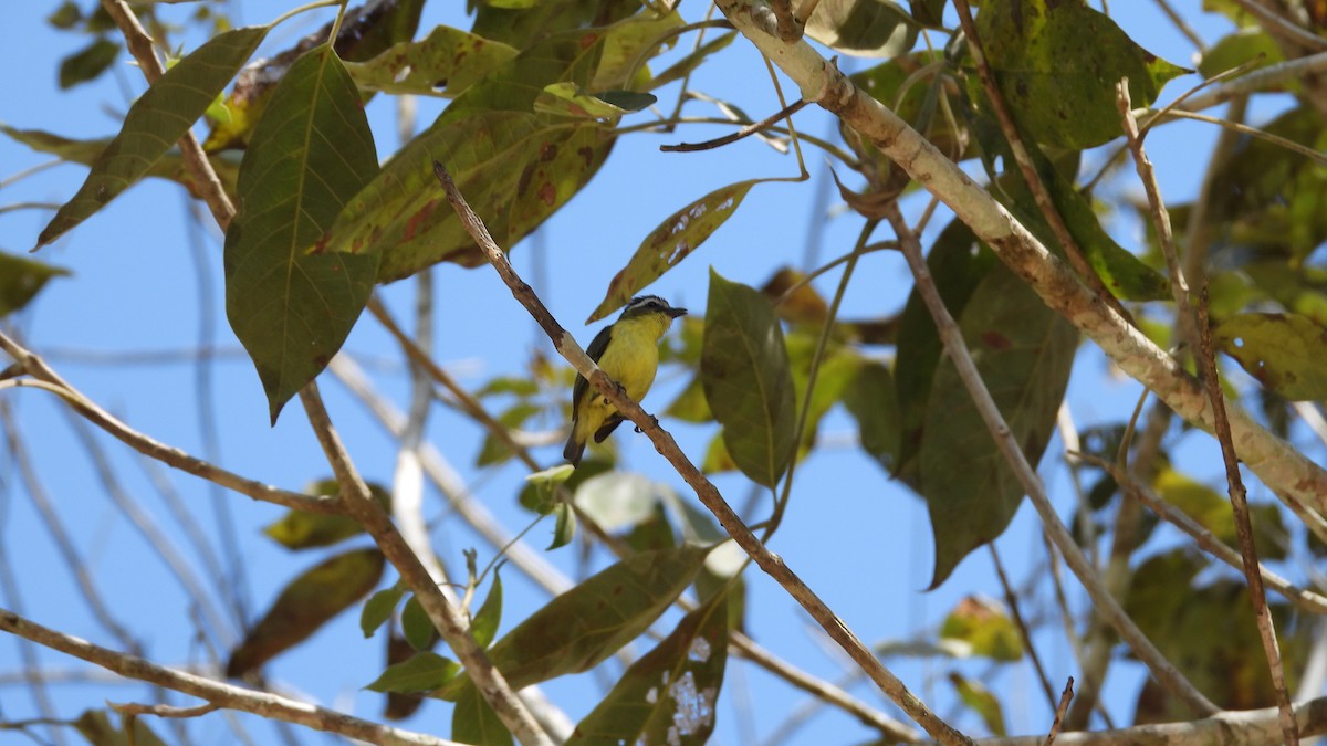 Yellow-bellied Tyrannulet - ML617683631