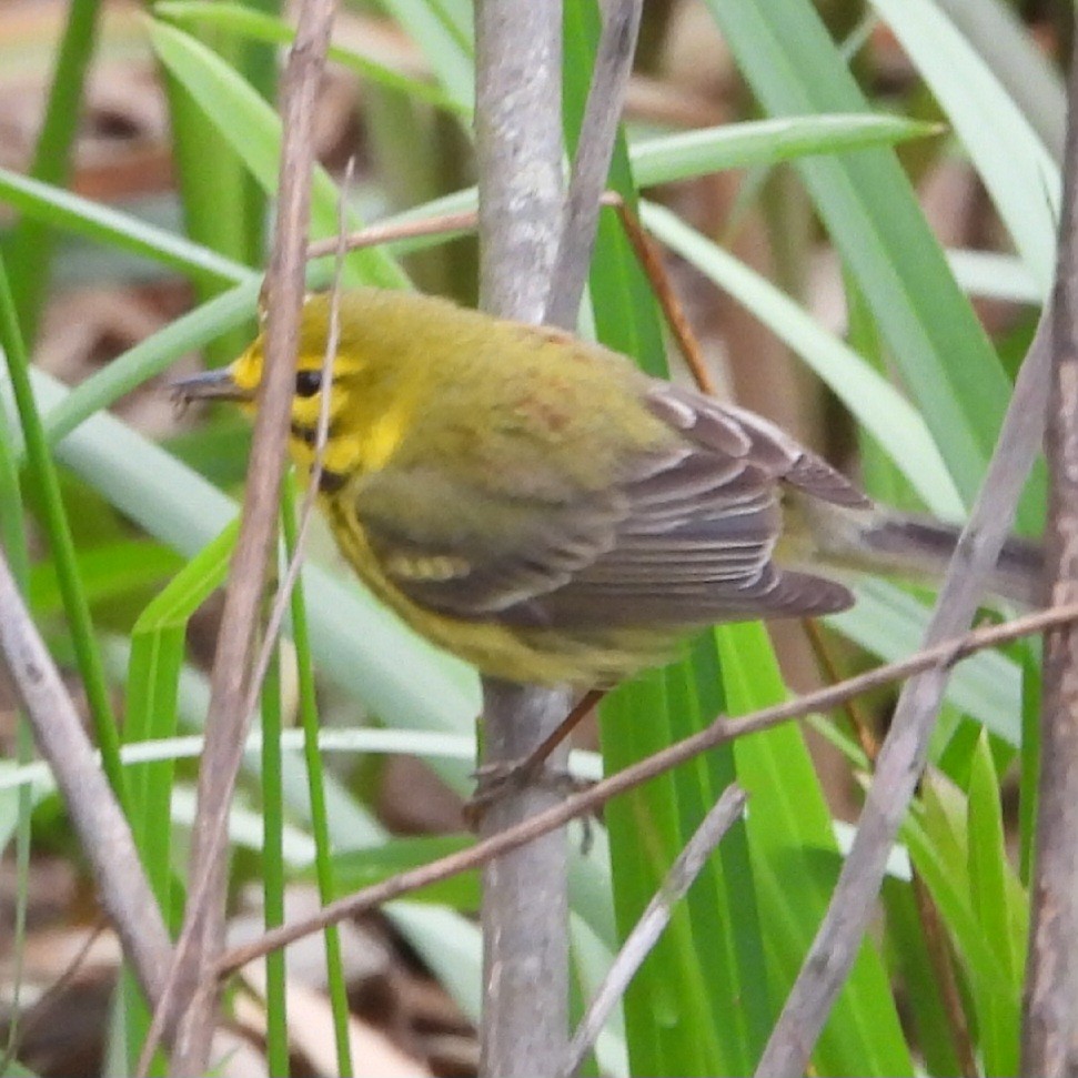 Prairie Warbler - ML617683632