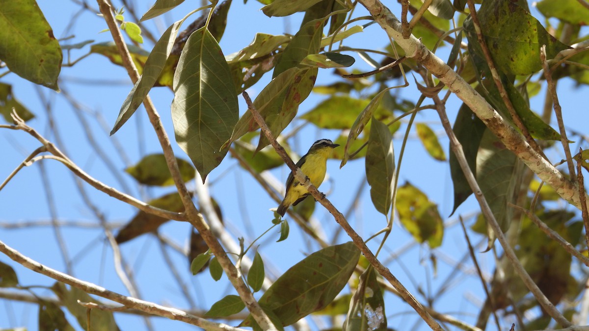 Yellow-bellied Tyrannulet - ML617683660