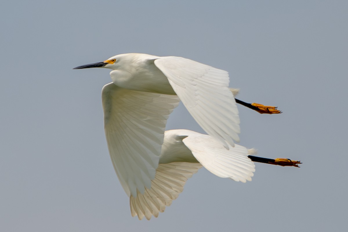 Snowy Egret - ML617683695