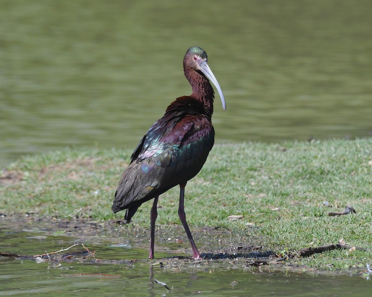 White-faced Ibis - Ted Wolff