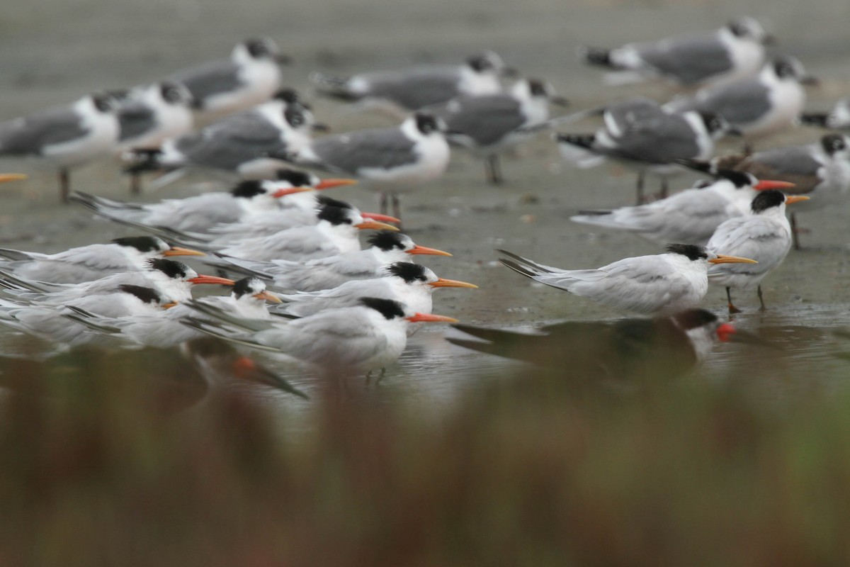 Elegant Tern - Pio Marshall