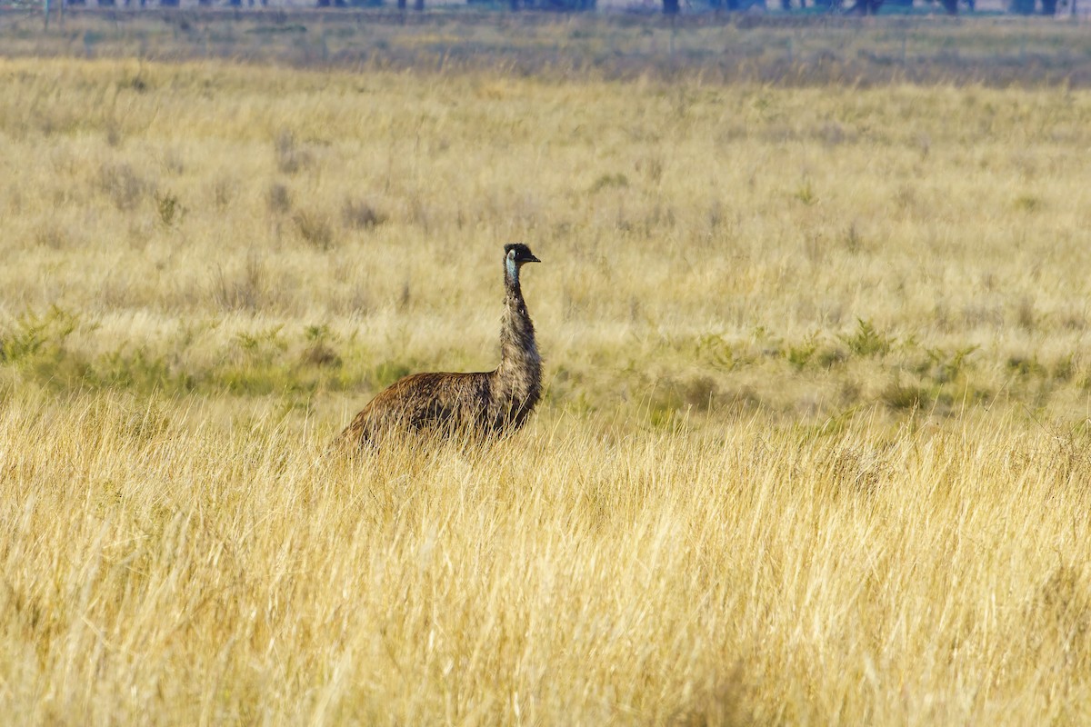 Emu - James Churches