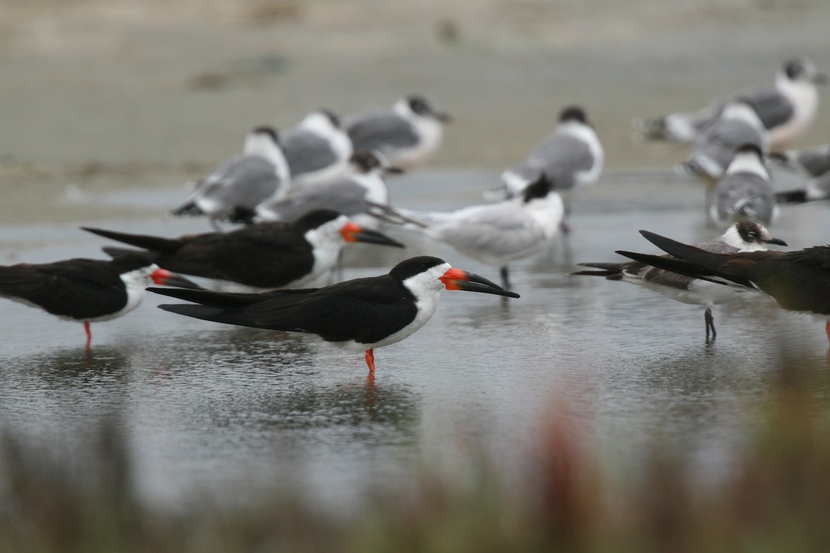 Black Skimmer - Pio Marshall