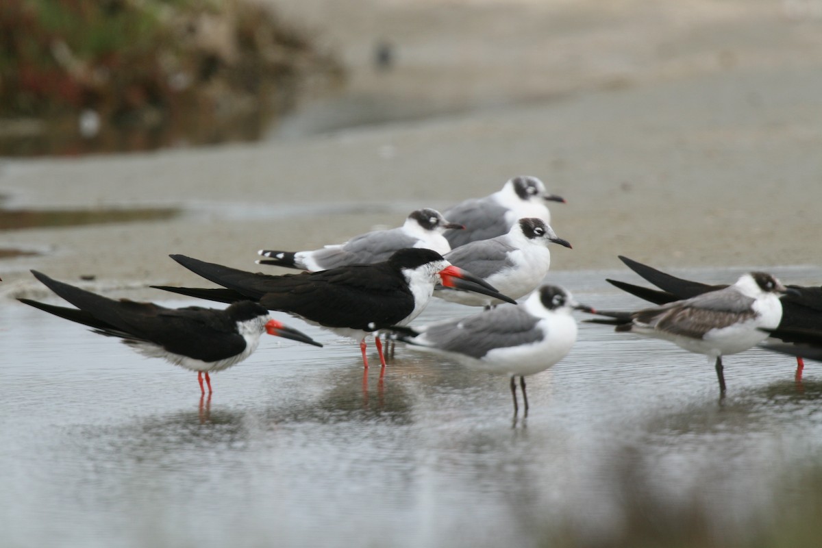 Black Skimmer - Pio Marshall