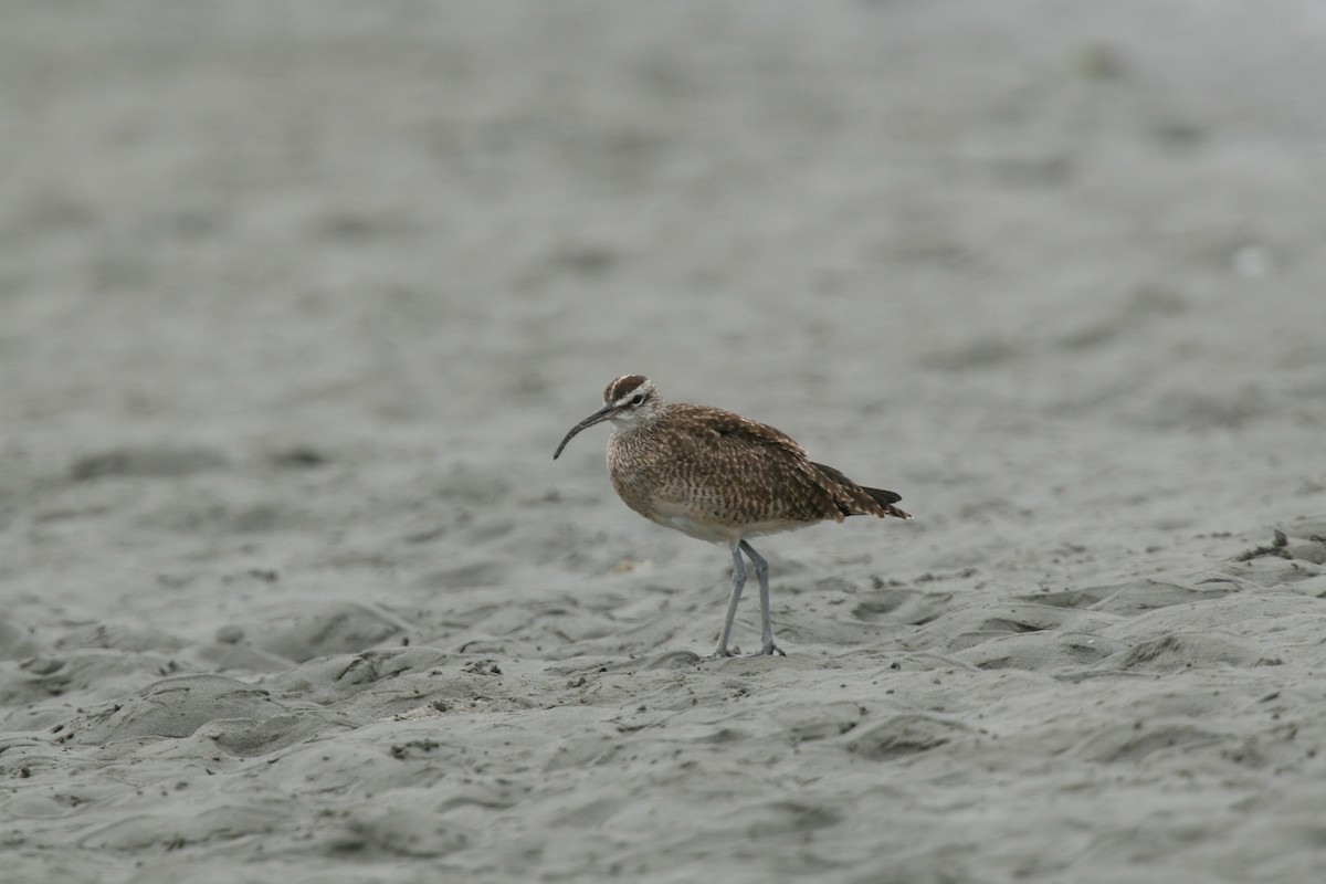 Whimbrel - Pio Marshall