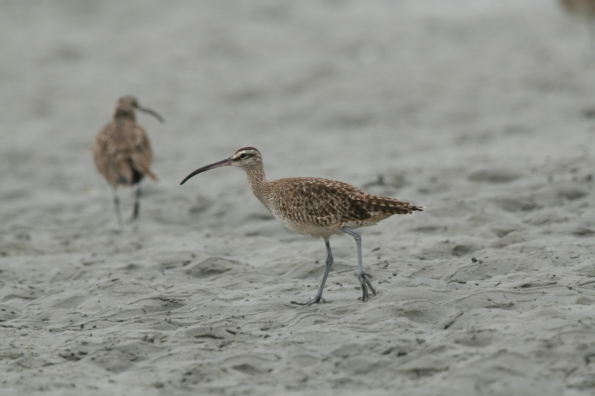 Whimbrel - ML617683799