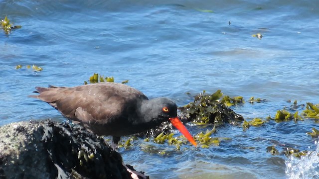 Black Oystercatcher - ML617683827