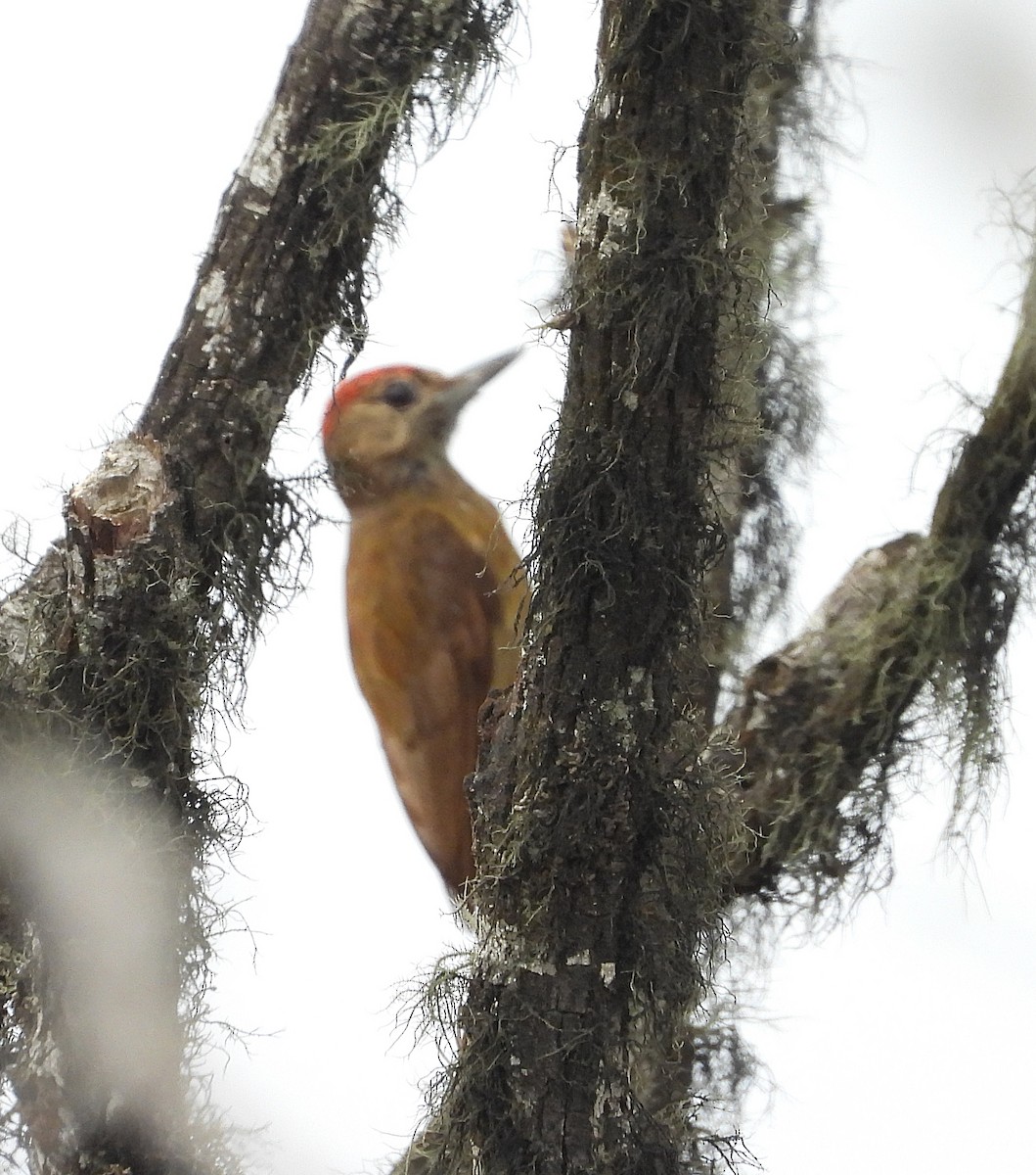 Smoky-brown Woodpecker - Manuel Pérez R.
