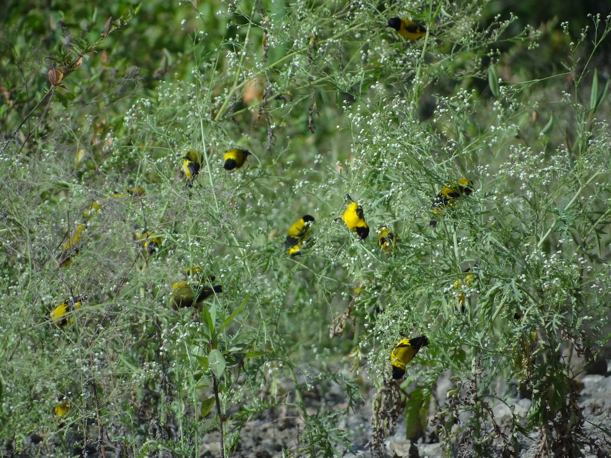 Saffron Siskin - ML617683911