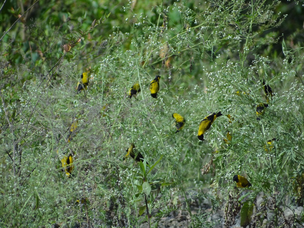 Saffron Siskin - ML617683912