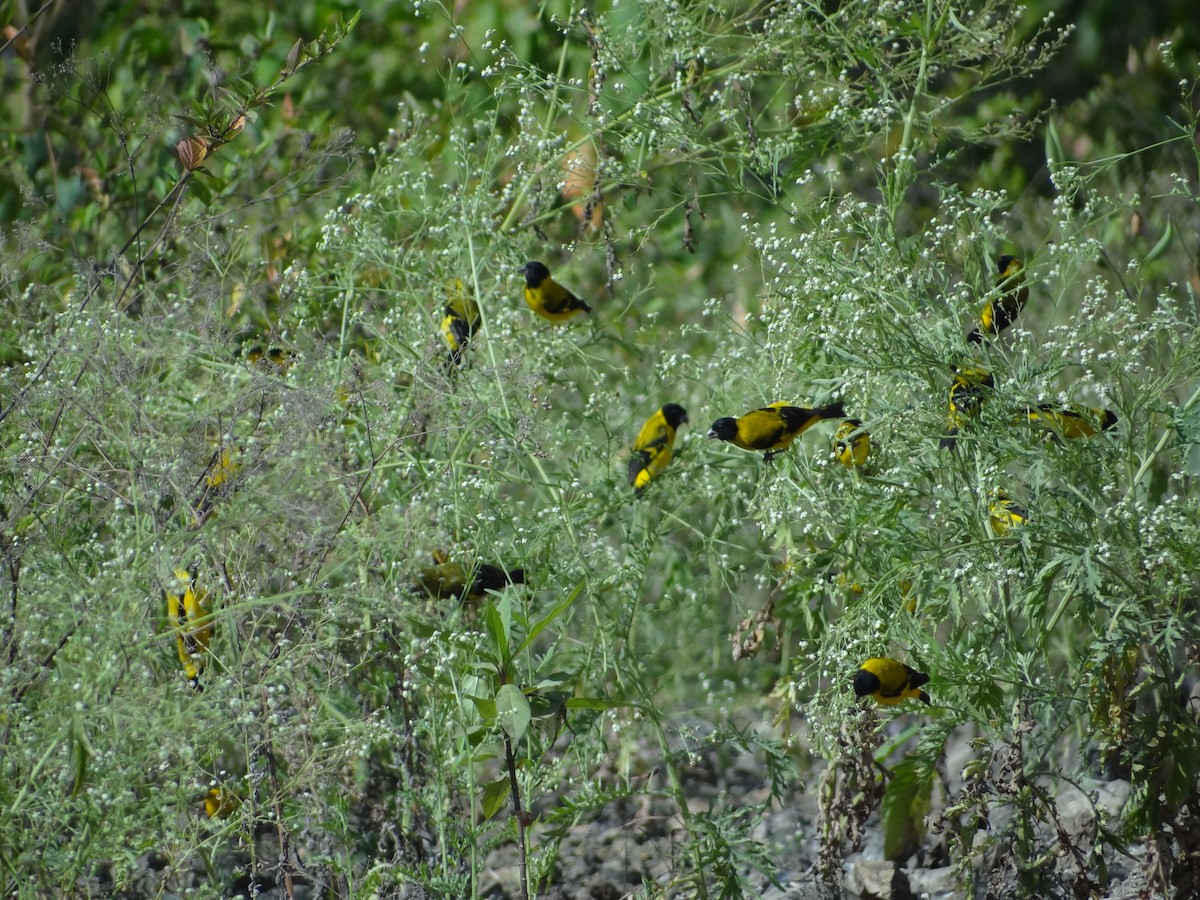 Saffron Siskin - ML617683913