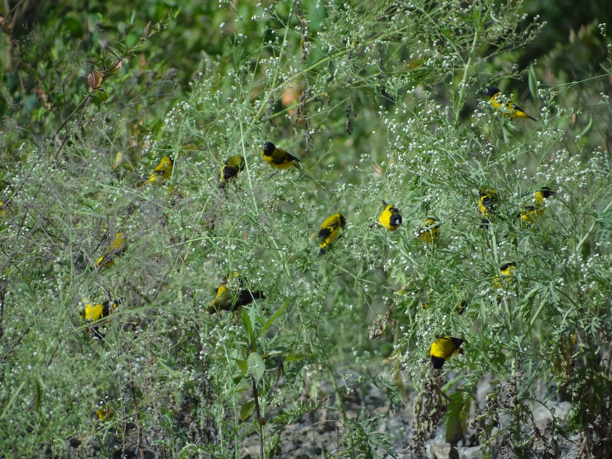 Saffron Siskin - ML617683914