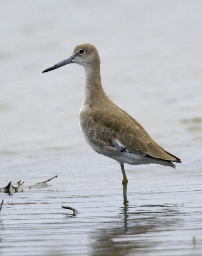 Willet - ML617683971