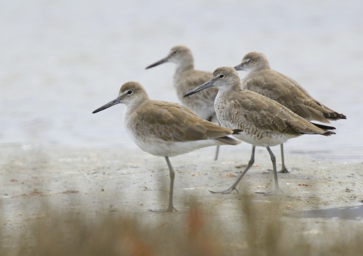 Willet - ML617683976