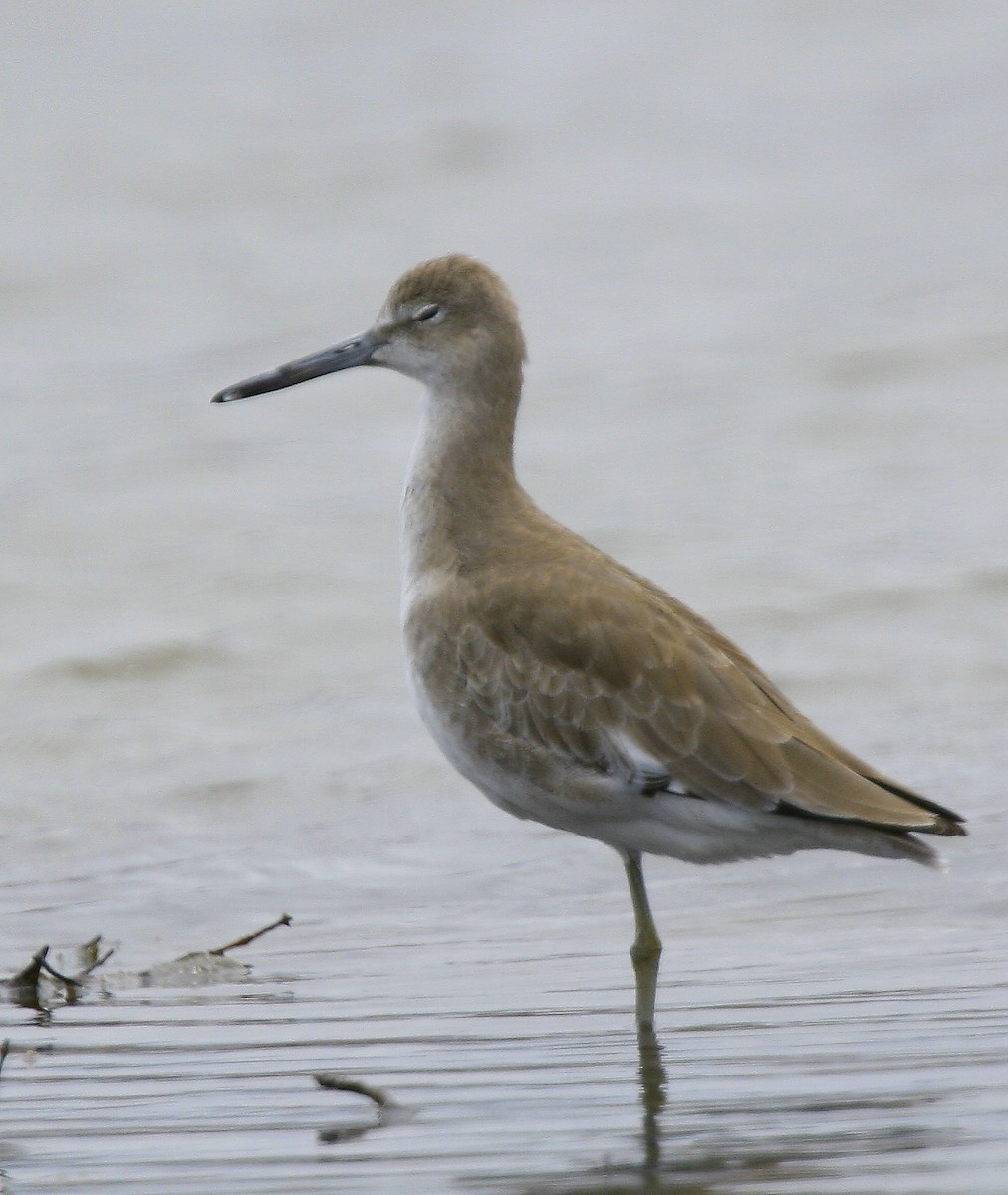 Willet - ML617683979