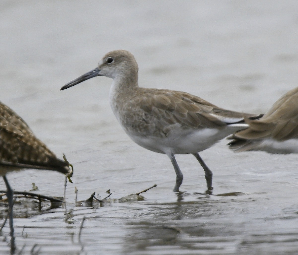 Willet - ML617683981