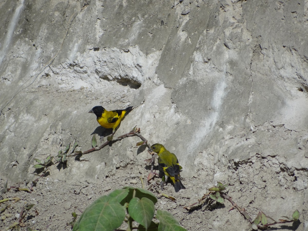 Saffron Siskin - ML617684027