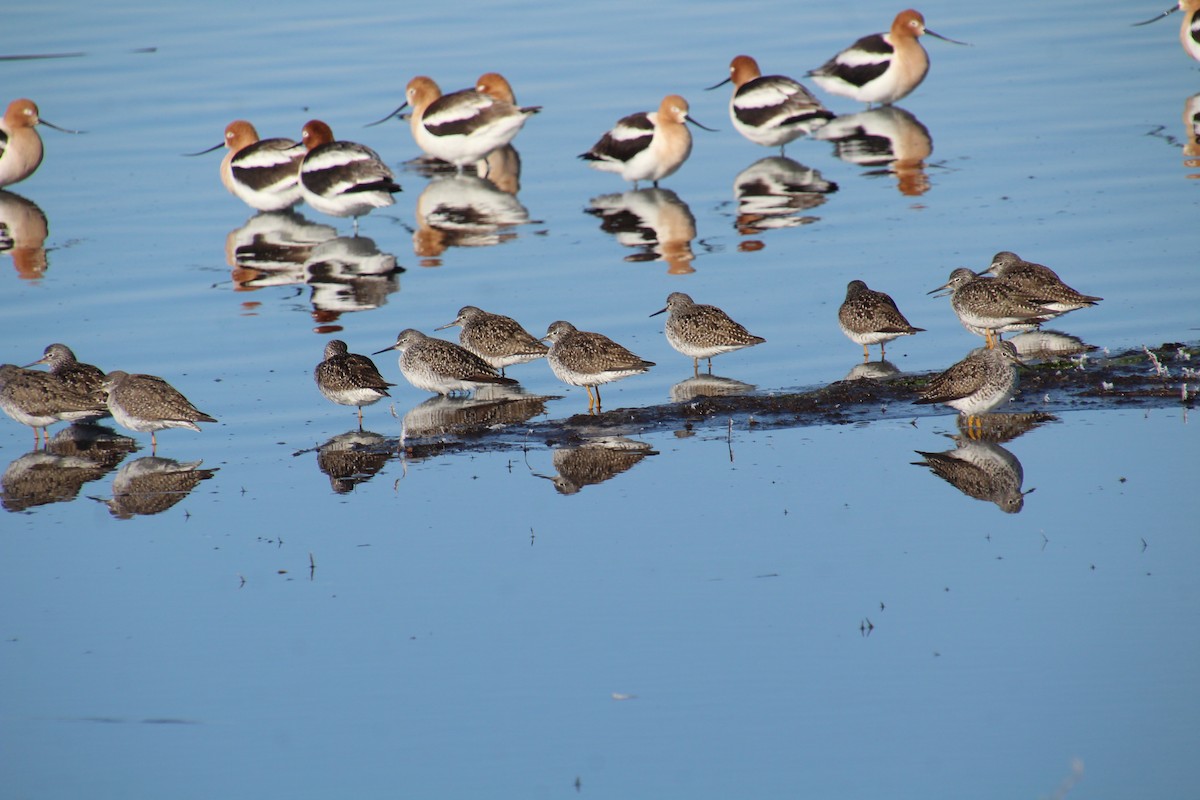 Lesser Yellowlegs - ML617684047