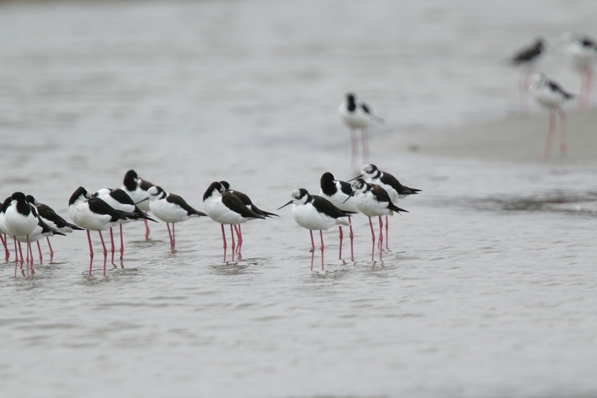 Black-necked Stilt - ML617684051