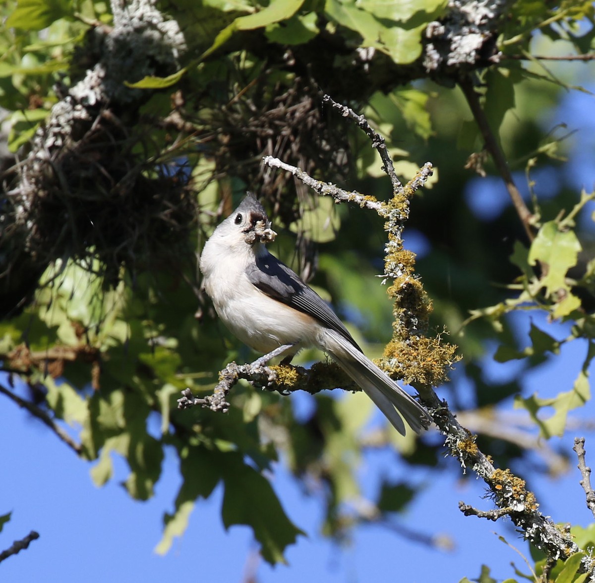 Tufted Titmouse - ML617684052