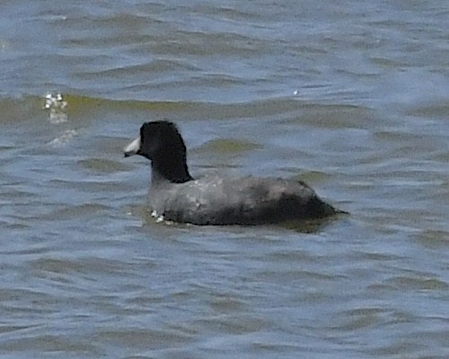 American Coot - Ted Wolff