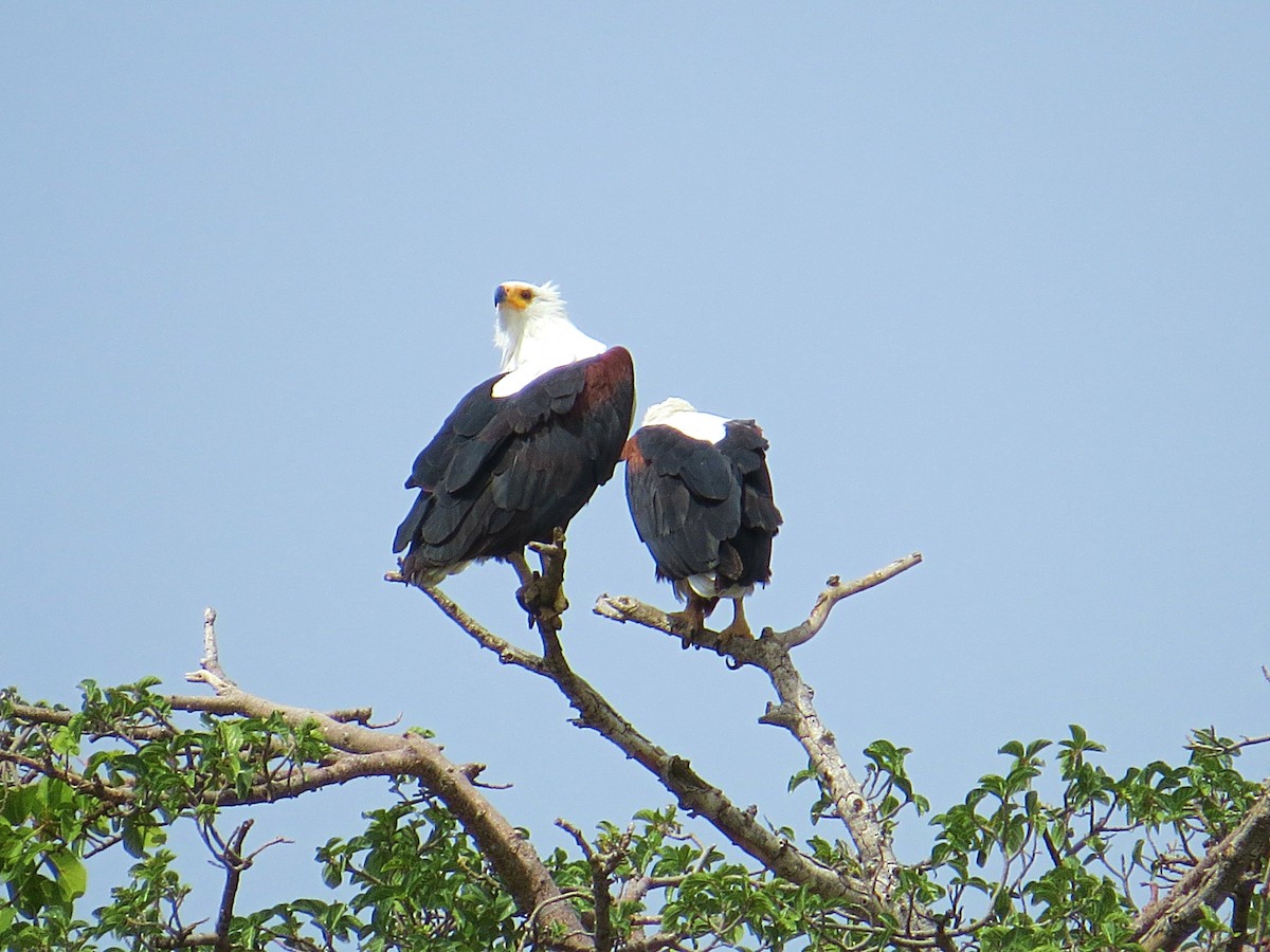 African Fish-Eagle - Andrew Cauldwell