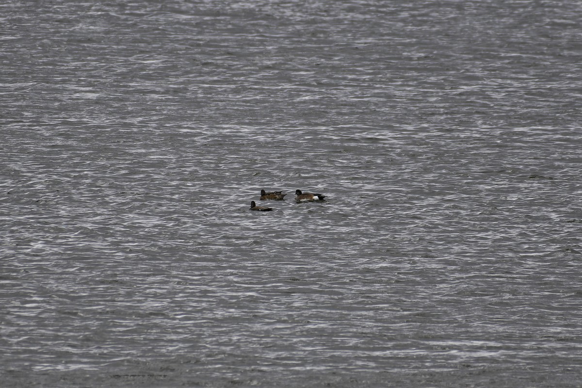 Gadwall - George Roussey