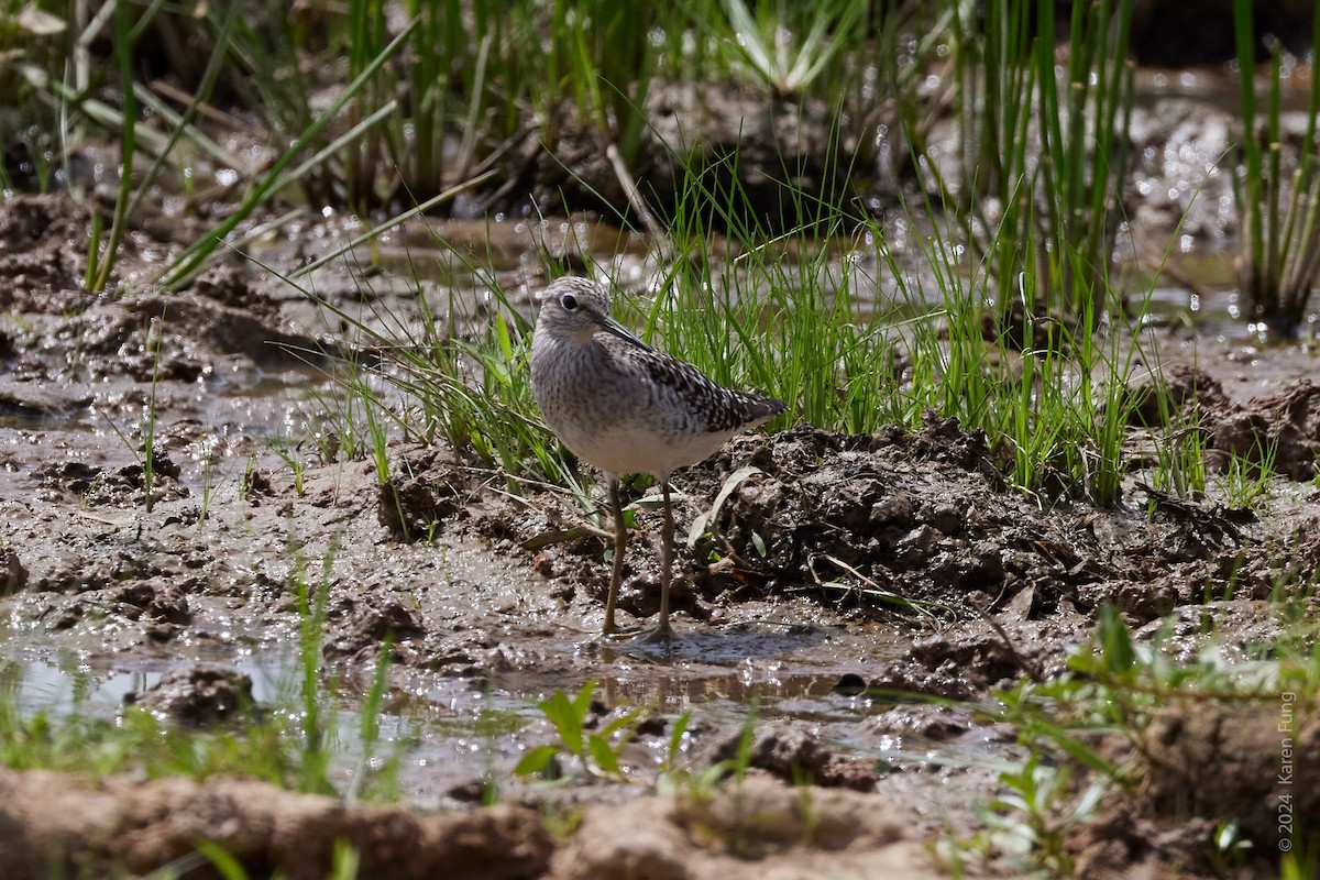 Wood Sandpiper - Karen Fung