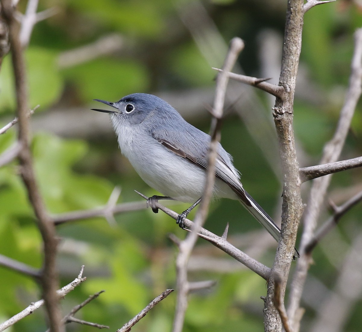 Blue-gray Gnatcatcher - ML617684090