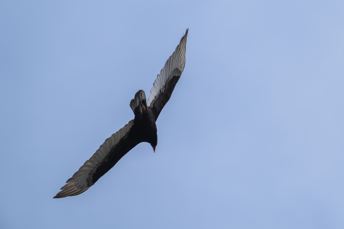 Turkey Vulture - ML617684091