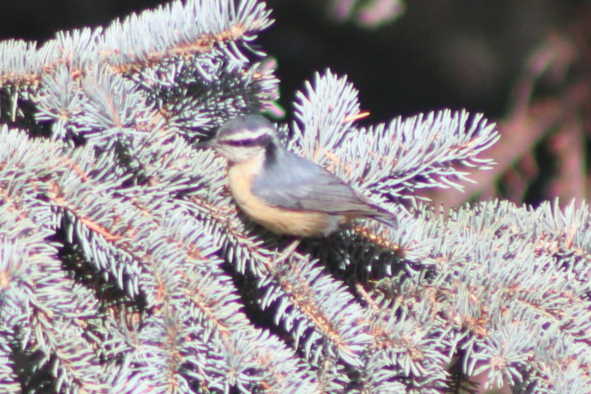 Red-breasted Nuthatch - ML617684094