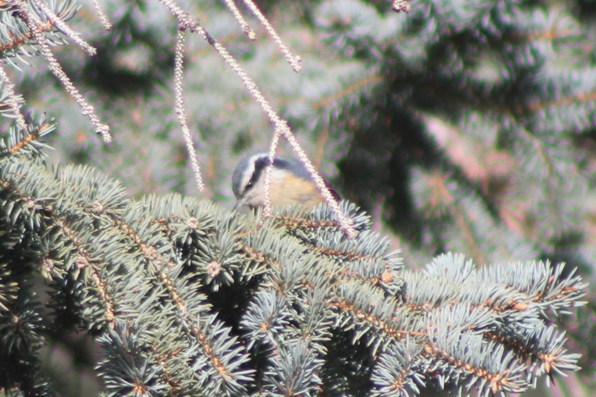 Red-breasted Nuthatch - ML617684095