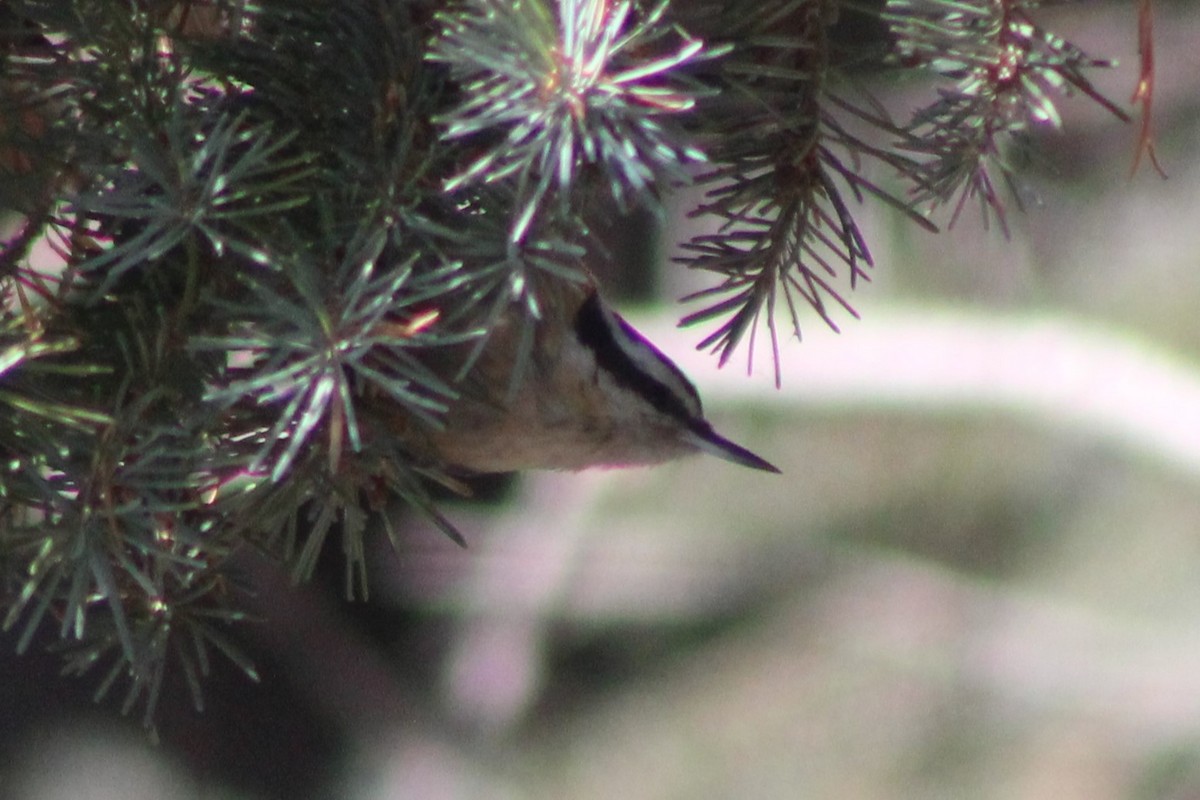 Red-breasted Nuthatch - ML617684096