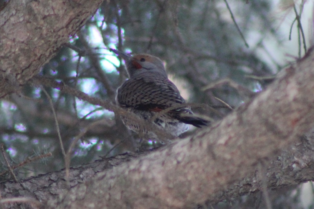 Northern Flicker (Red-shafted) - ML617684114